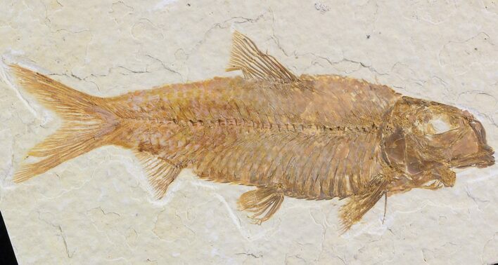 Detailed Knightia Fossil Fish - Wyoming #42366
